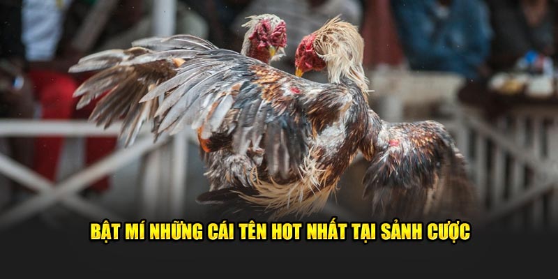 Bật mí những cái tên hot nhất tại sảnh cược