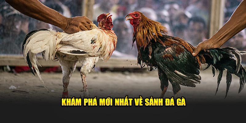 Khám phá mới nhất về sảnh đá gà